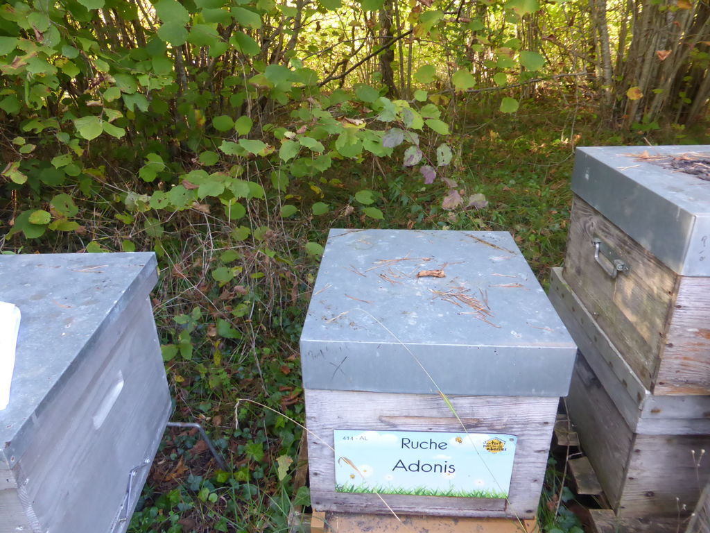La ruche Adonis