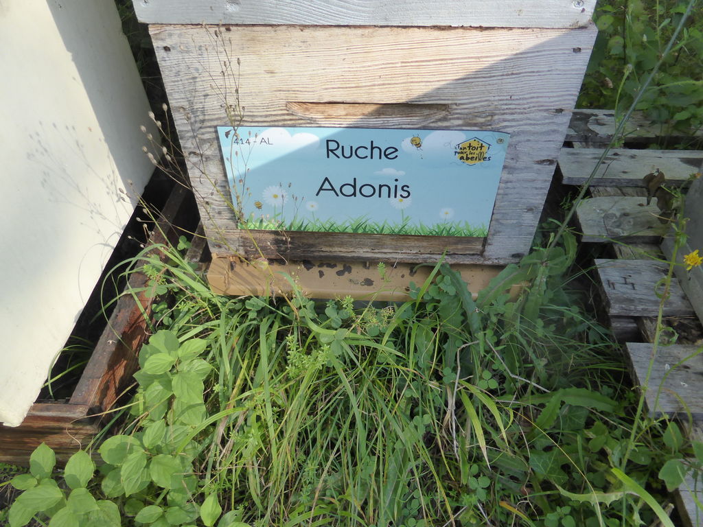 La ruche Adonis