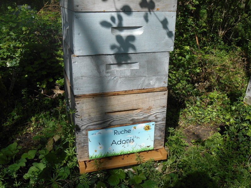 La ruche Adonis