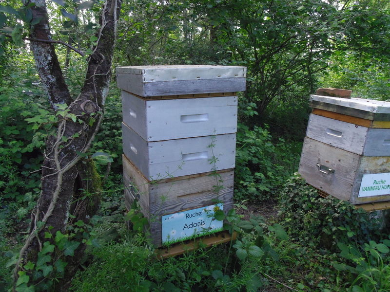 La ruche Adonis