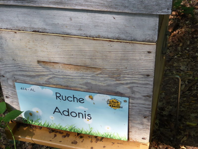 La ruche Adonis