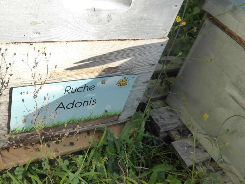 La ruche Adonis