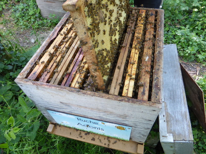 La ruche Adonis