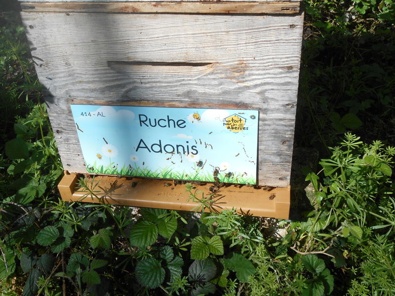 La ruche Adonis