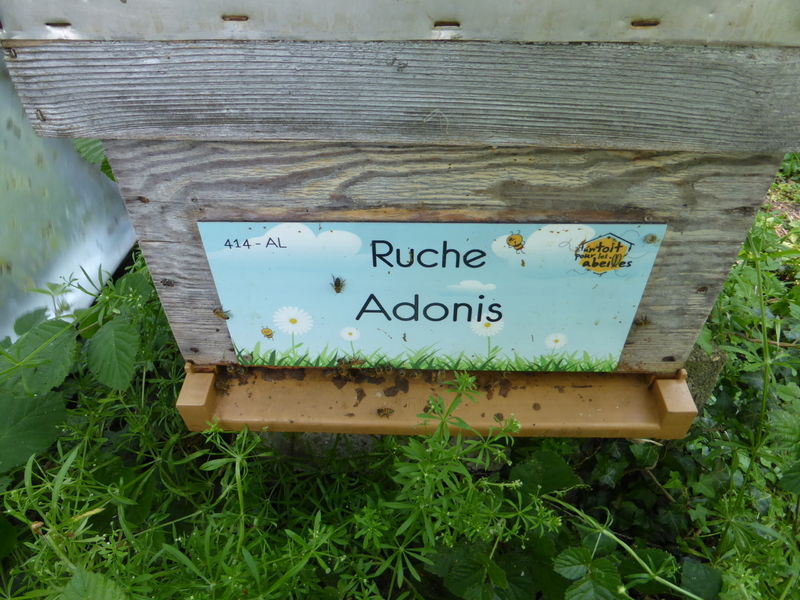 La ruche Adonis