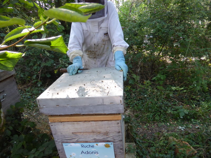 La ruche Adonis