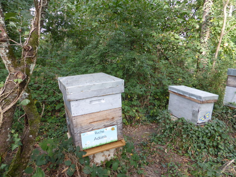 La ruche Adonis