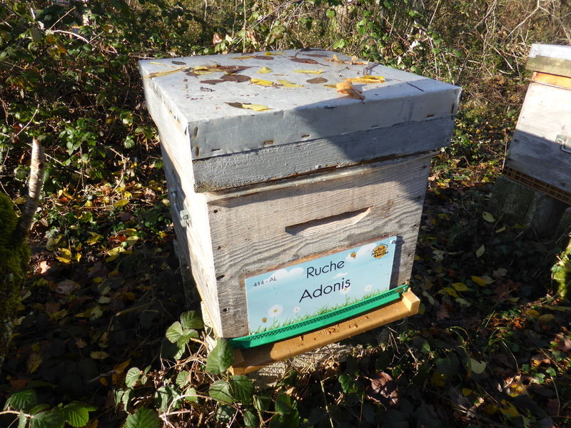 La ruche Adonis