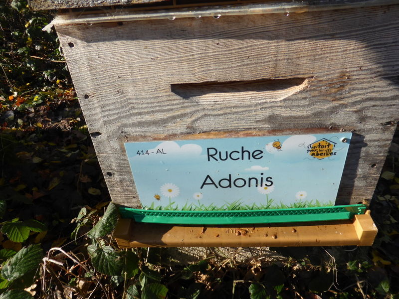 La ruche Adonis