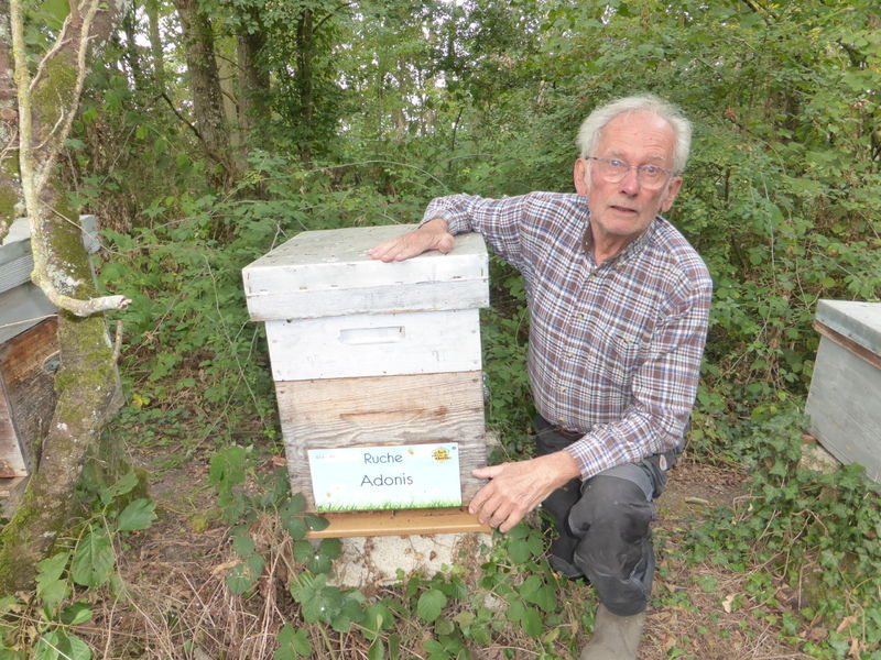 La ruche Adonis