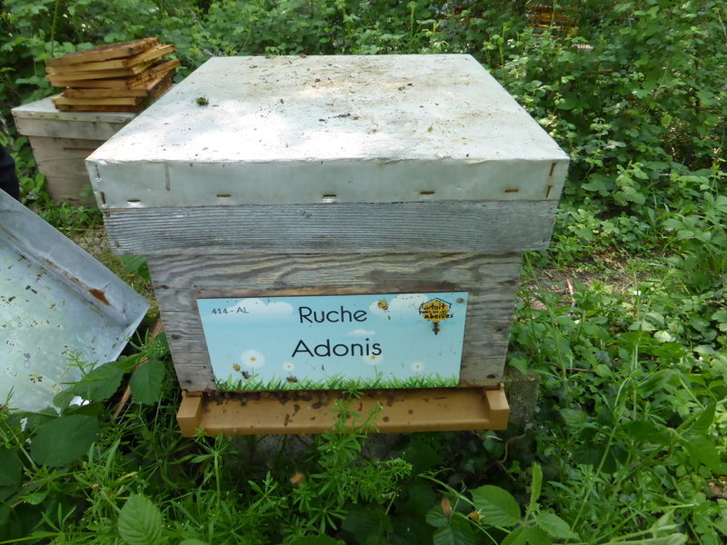 La ruche Adonis