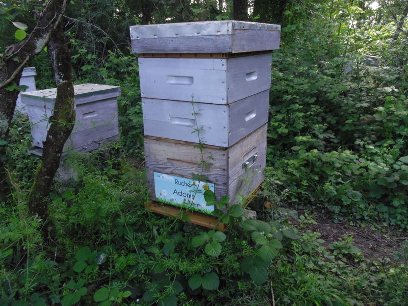 La ruche Adonis