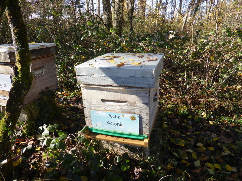 La ruche Adonis
