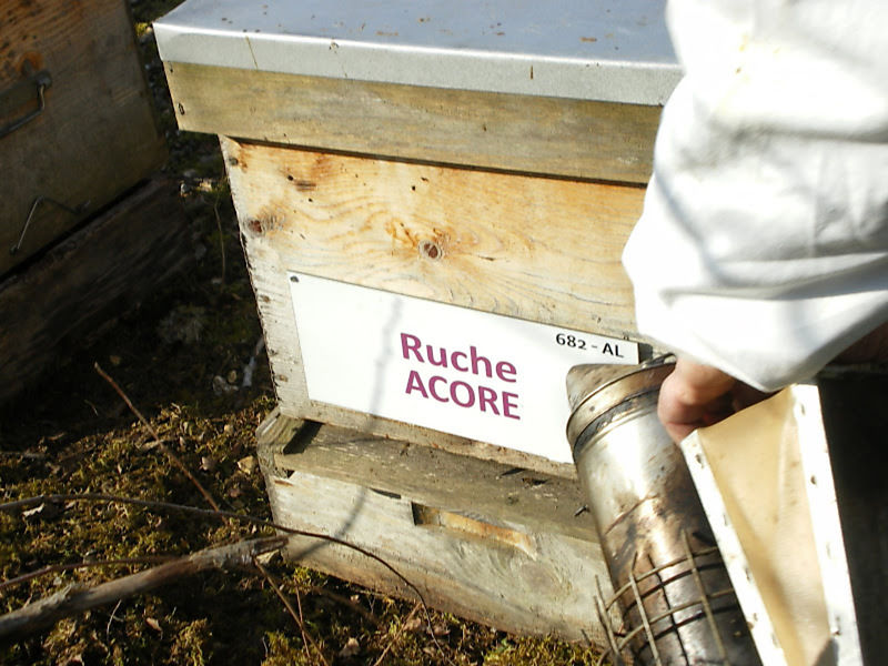 La ruche Acore