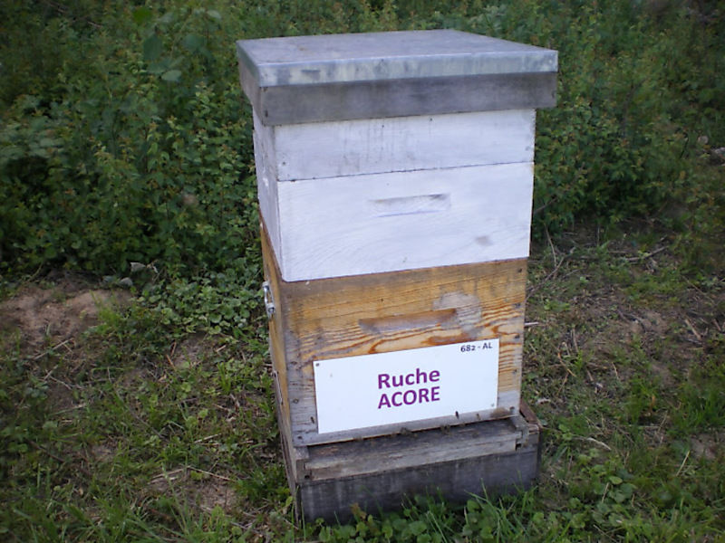 La ruche Acore