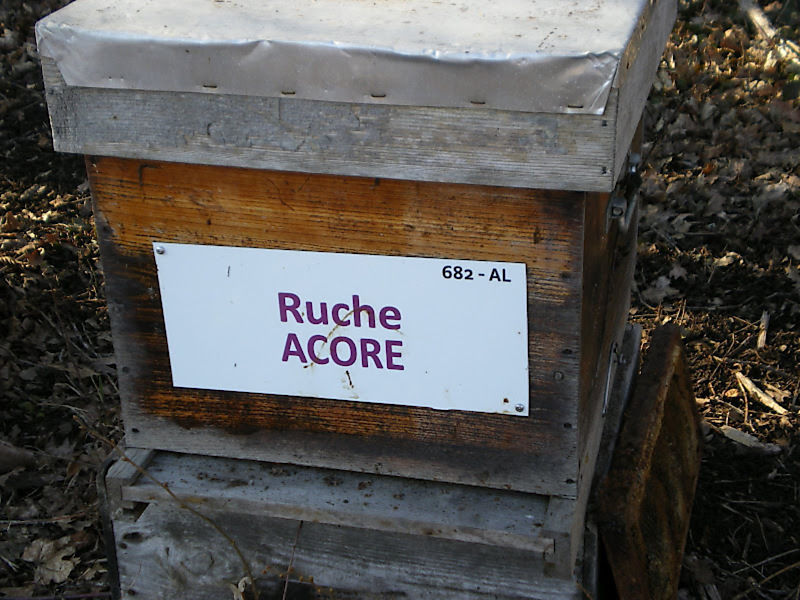 La ruche Acore
