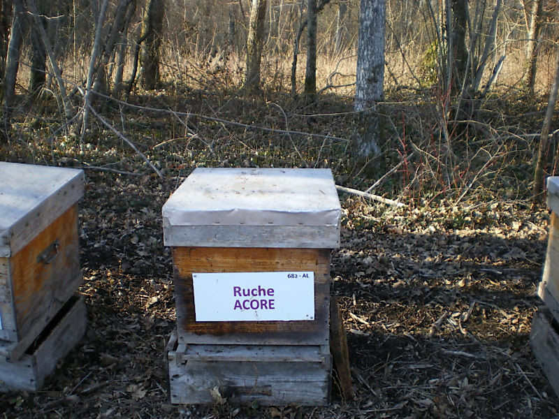 La ruche Acore