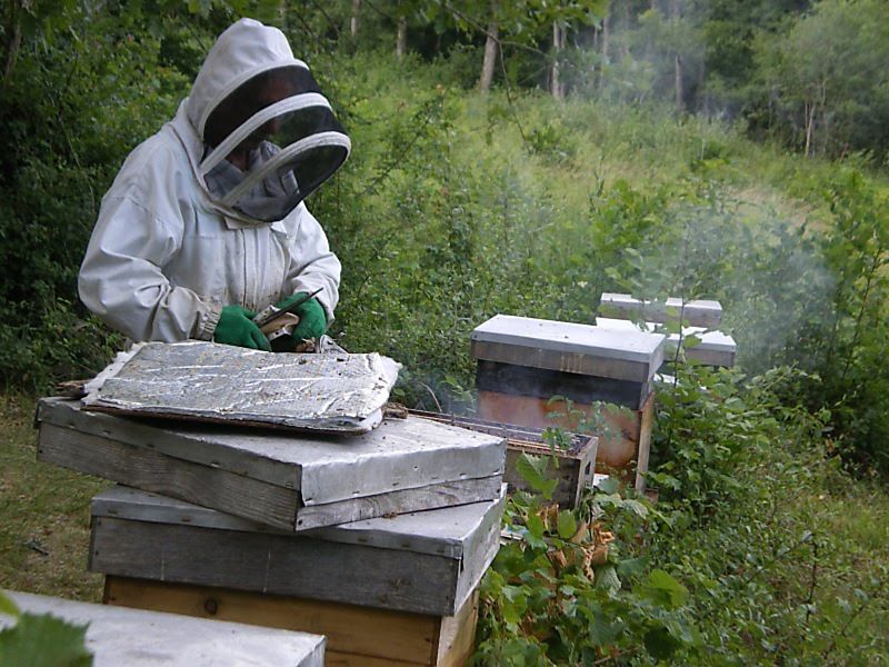 La ruche Acore