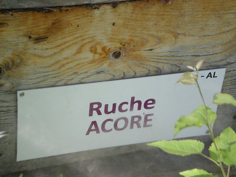 La ruche Acore
