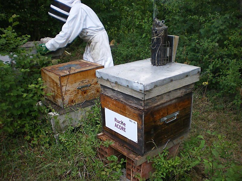 La ruche Acore