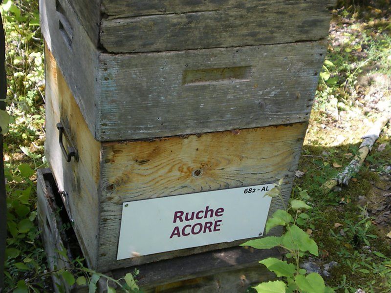 La ruche Acore