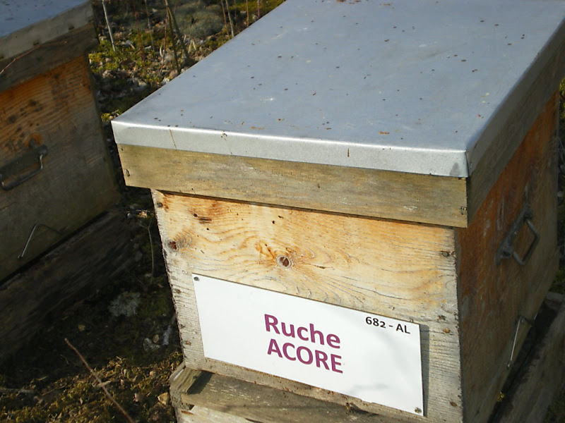 La ruche Acore