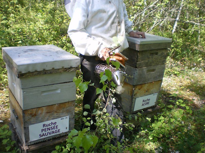 La ruche Acore
