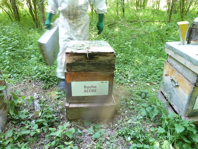 La ruche Acore