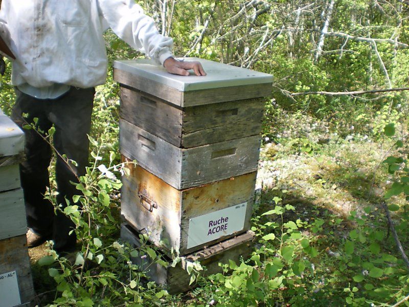 La ruche Acore