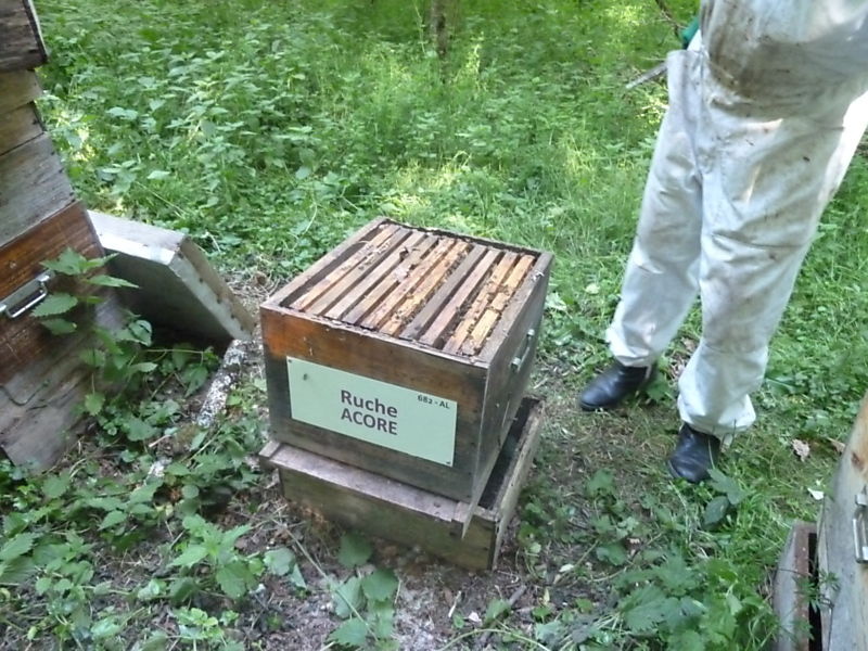 La ruche Acore