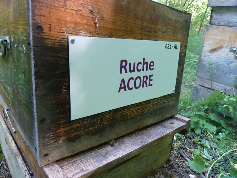 La ruche Acore