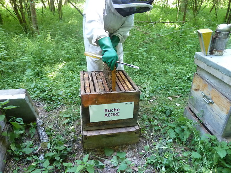 La ruche Acore