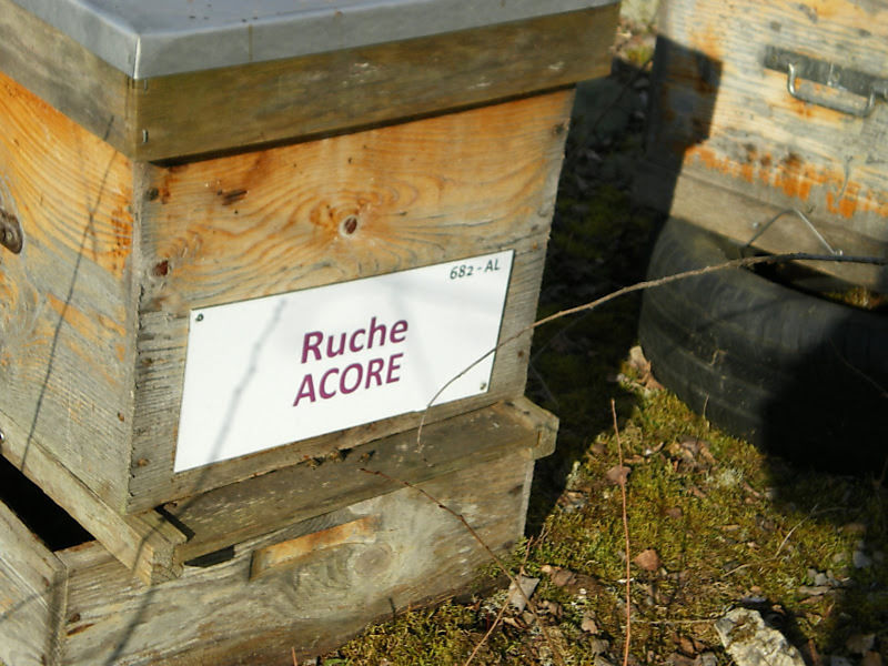 La ruche Acore