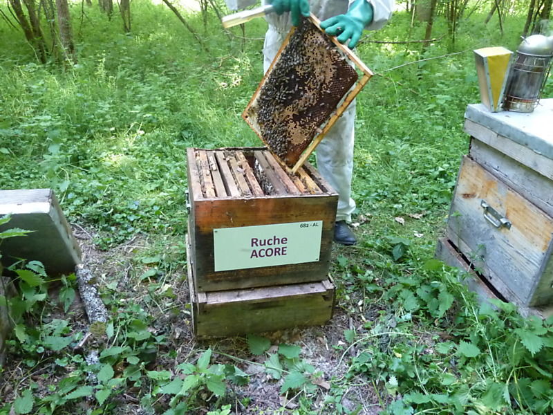La ruche Acore