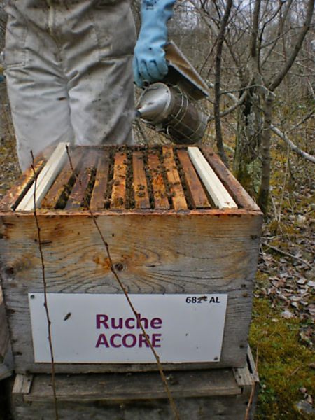 La ruche Acore
