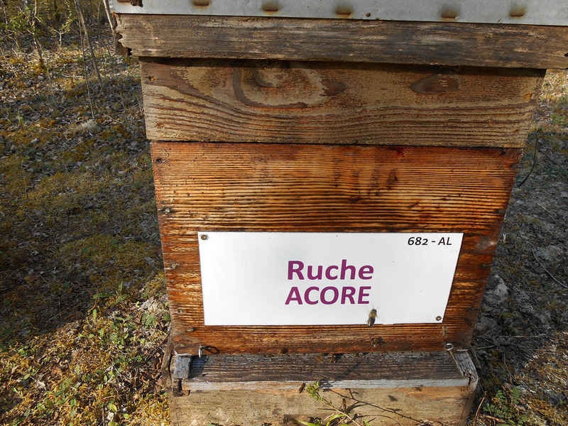 La ruche Acore