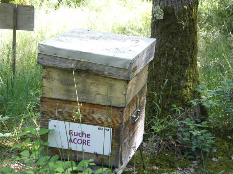 La ruche Acore