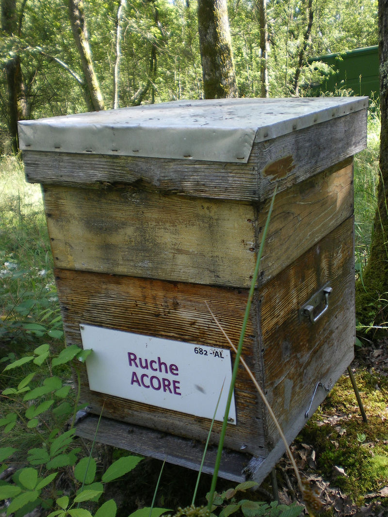 La ruche Acore