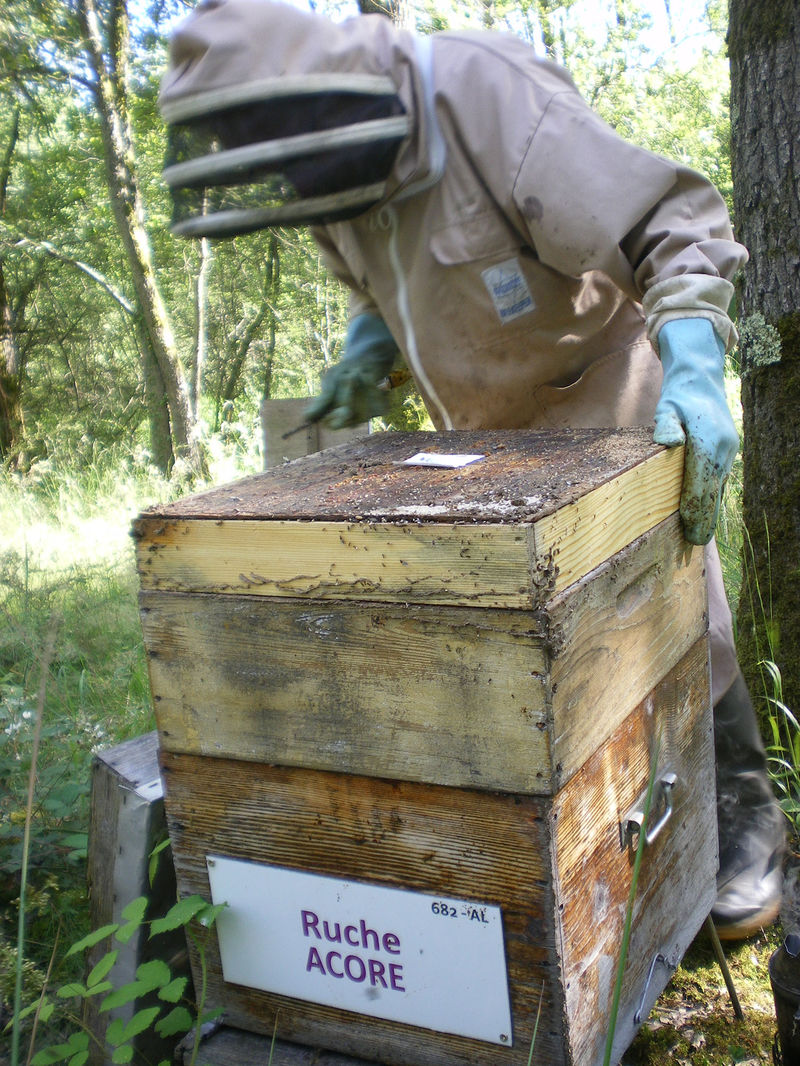 La ruche Acore