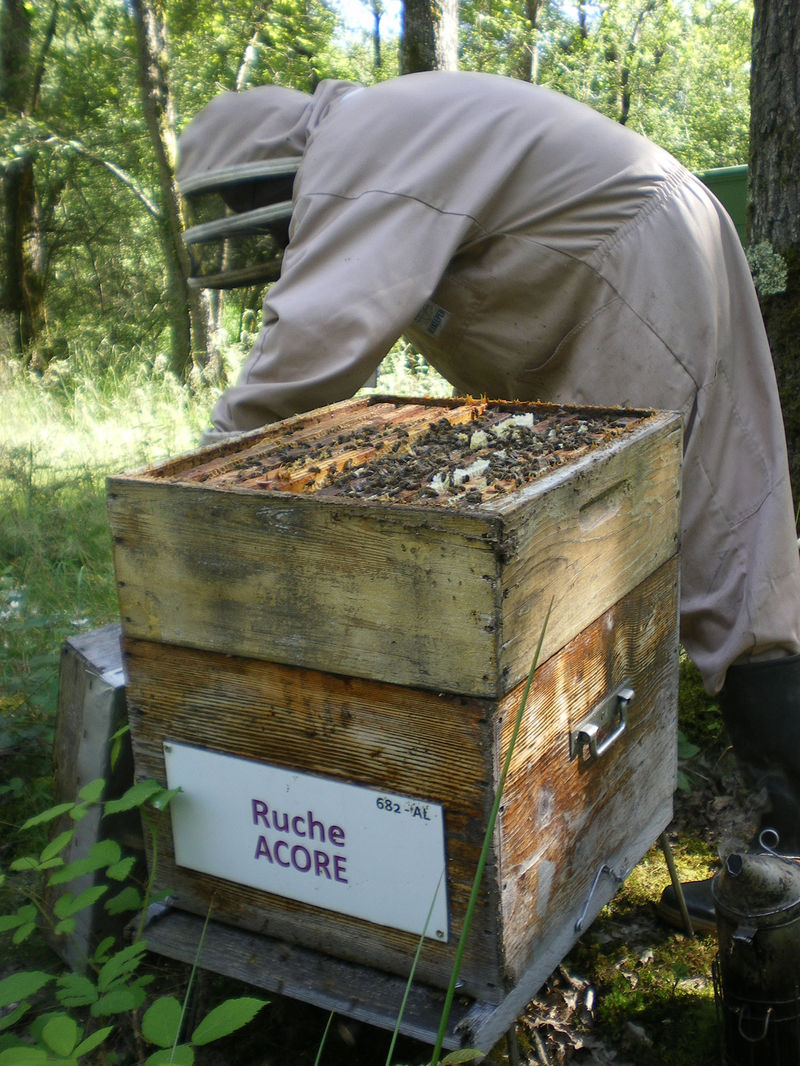 La ruche Acore