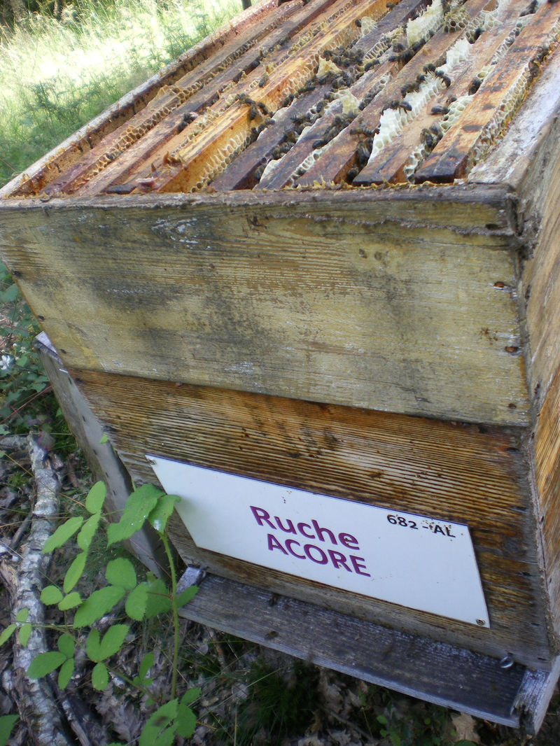 La ruche Acore