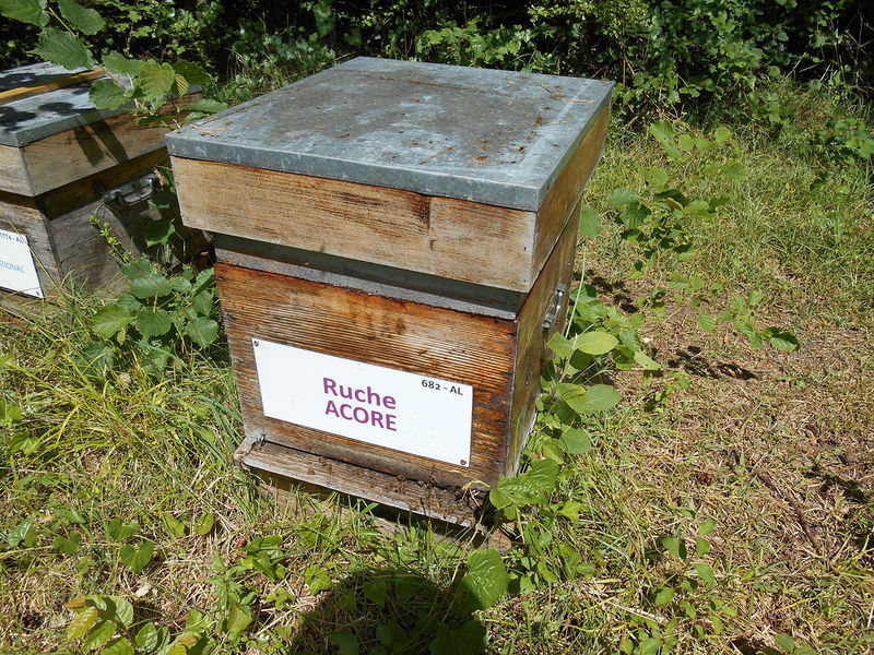 La ruche Acore