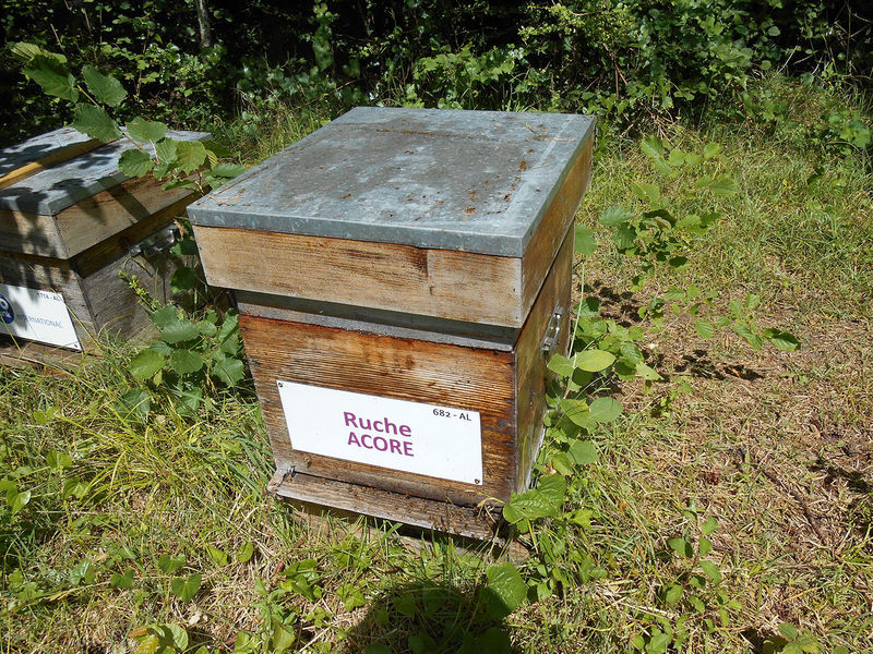La ruche Acore