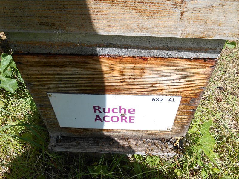 La ruche Acore