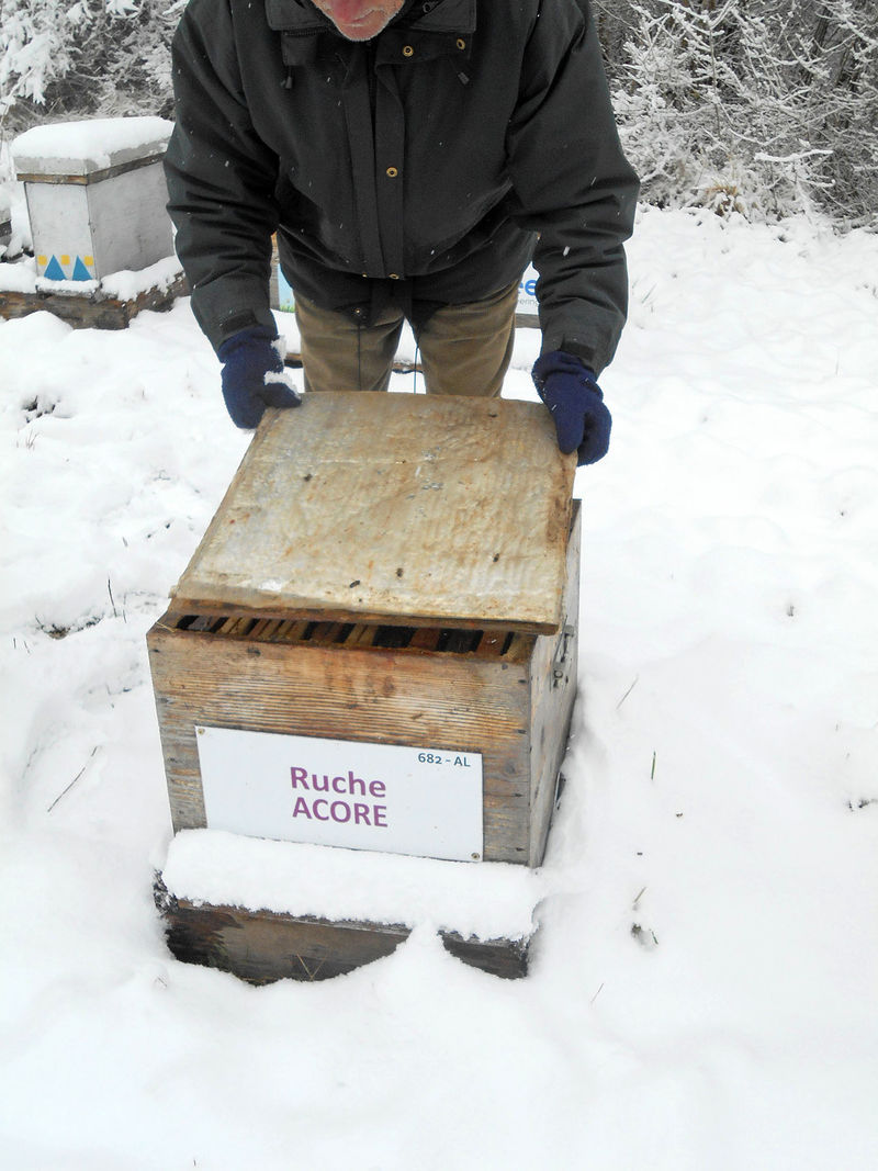 La ruche Acore