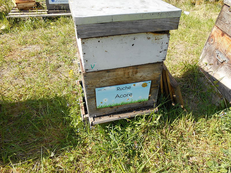 La ruche Acore