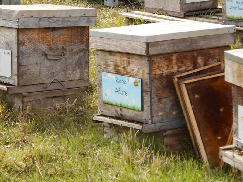 La ruche Acore