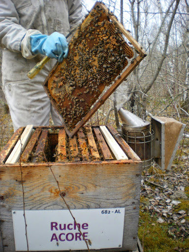 La ruche Acore