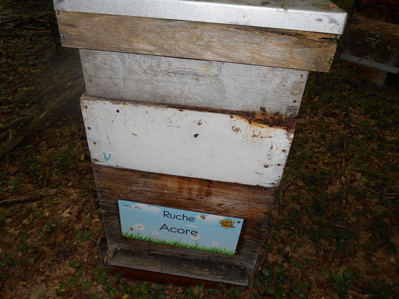 La ruche Acore
