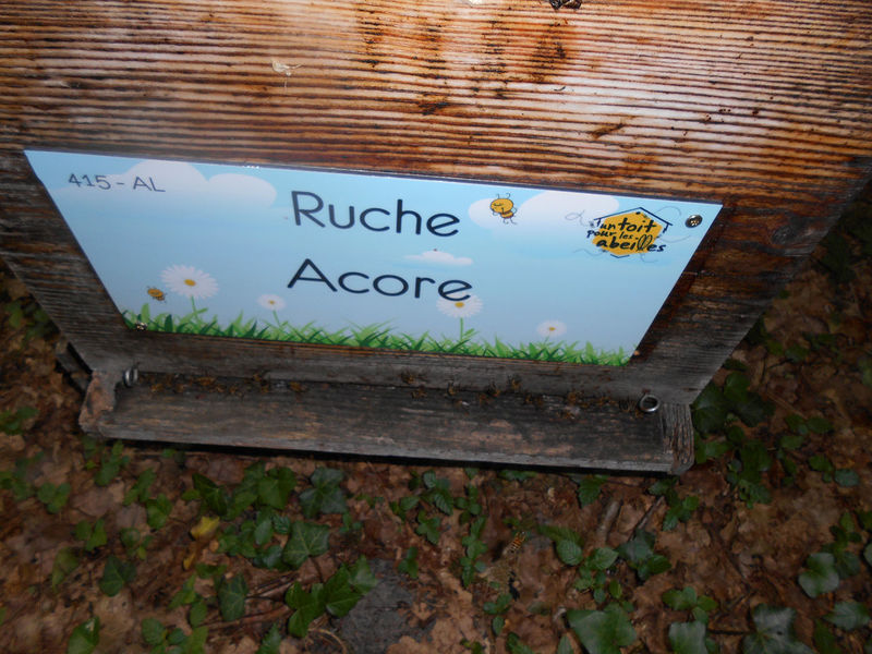 La ruche Acore